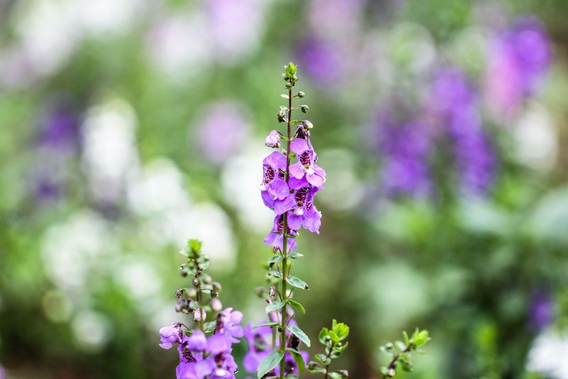 Angelonia Angelonia