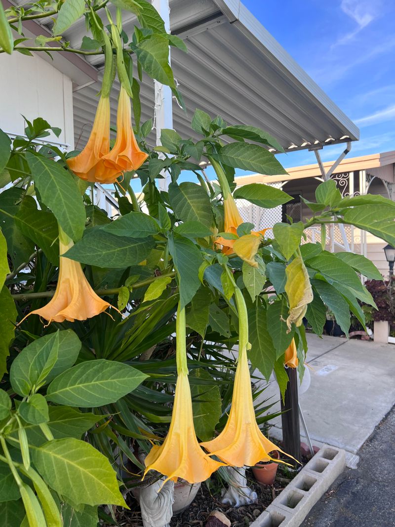 Angel's Trumpet Brings Big Fragrance Angel's Trumpet Brings Big Fragrance