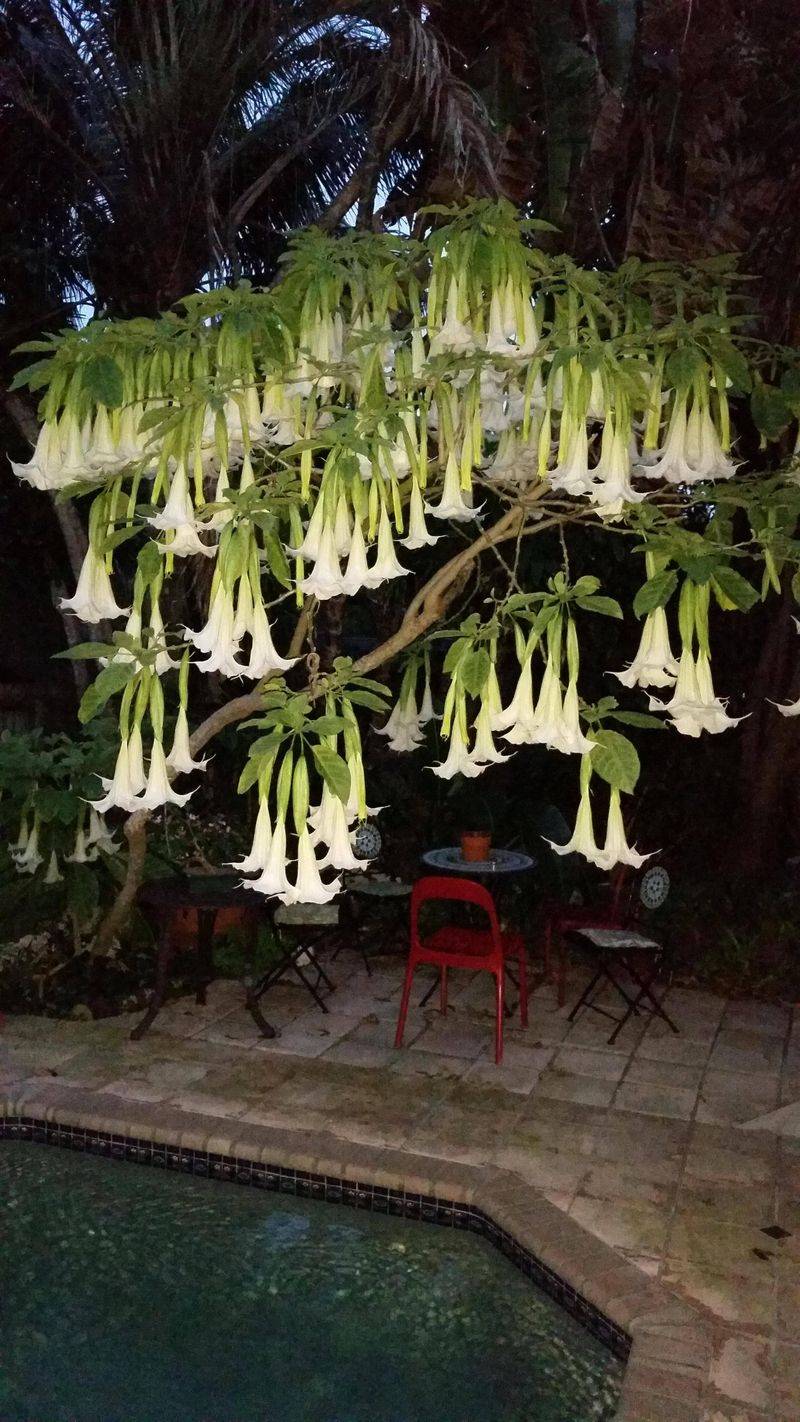 Angel's Trumpet Looks Too Beautiful To Fear Angel's Trumpet Looks Too Beautiful To Fear