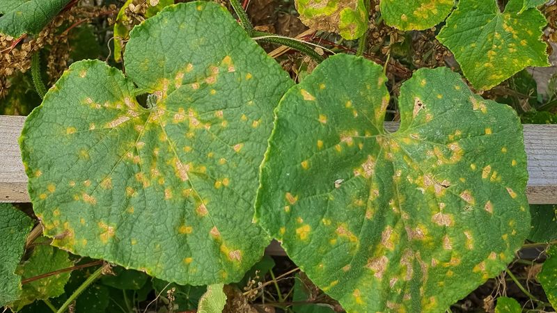 Angular Yellow Spots Can Point To Downy Mildew Angular Yellow Spots Can Point To Downy Mildew