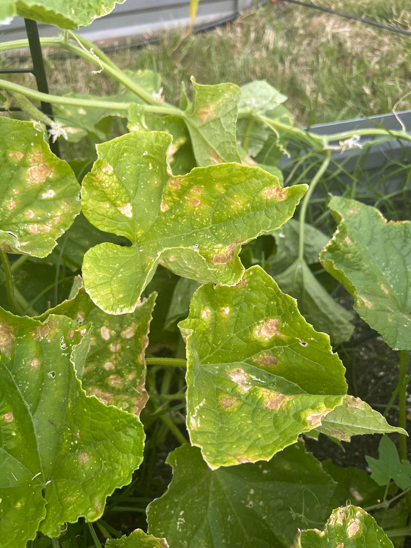 Angular Yellow Spots May Point To Downy Mildew Angular Yellow Spots May Point To Downy Mildew