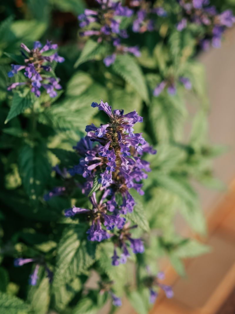 Anise Hyssop Anise Hyssop