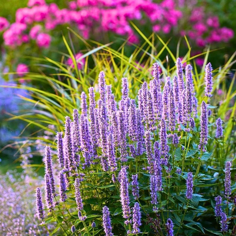 Anise Hyssop Adds Licorice Scent
