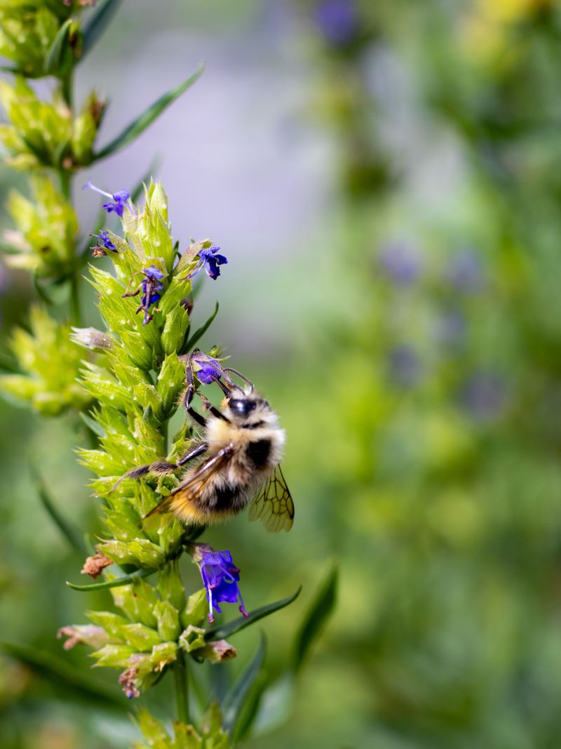 Anise Hyssop