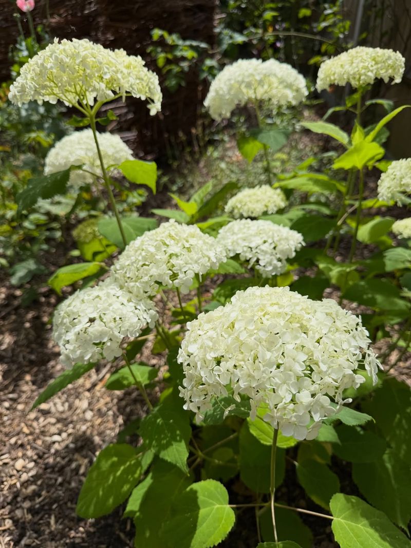 'Annabelle' Smooth Hydrangea (Hydrangea Arborescens 'Annabelle')