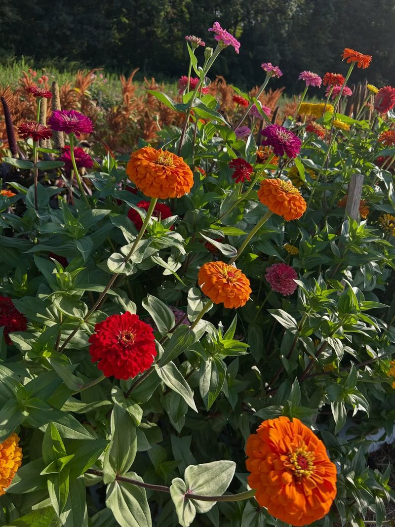 Annual Flowers May Still Need Limited Feeding Annual Flowers May Still Need Limited Feeding