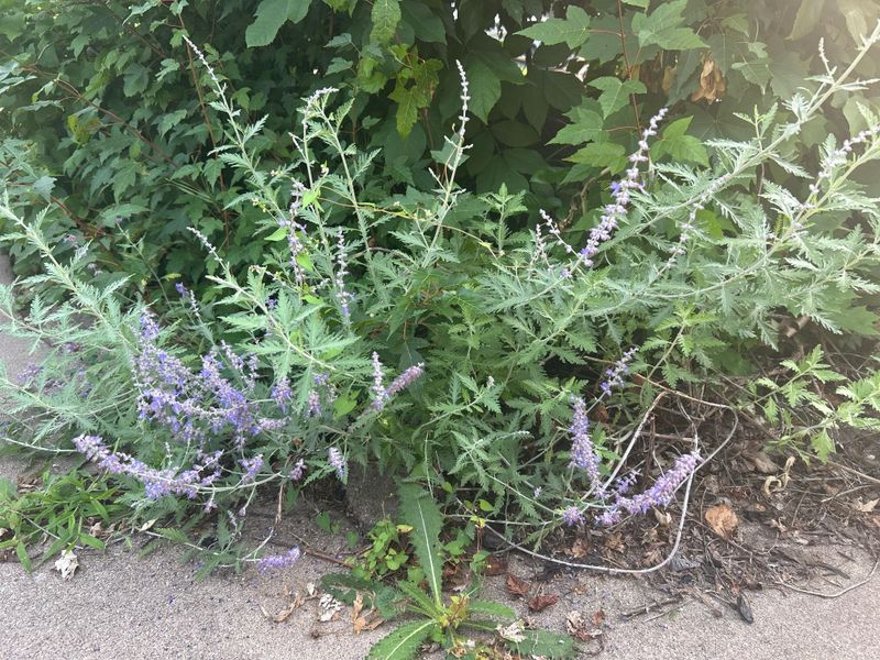 Annual Pruning Keeps Lavender From Splitting