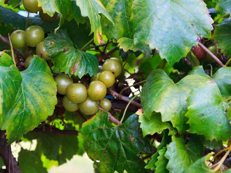 Annual Pruning Keeps Vines Productive Annual Pruning Keeps Vines Productive