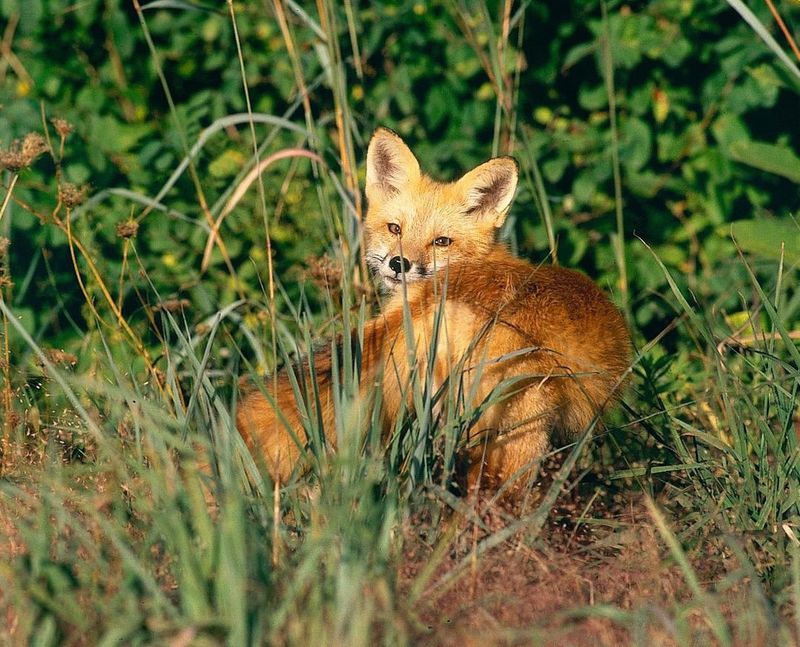 Another Fox Can Quickly Move Into The Empty Territory Another Fox Can Quickly Move Into The Empty Territory