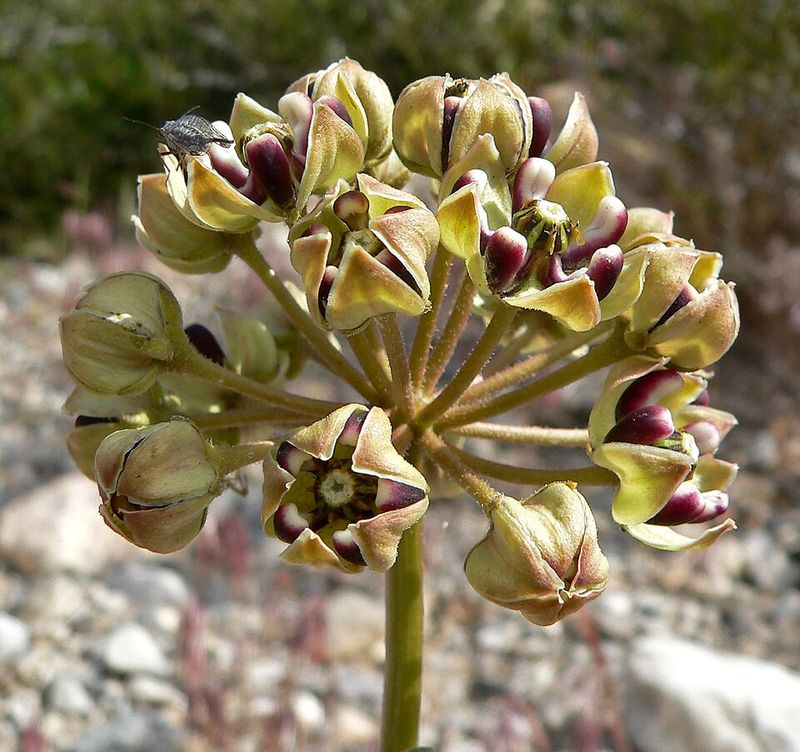 Antelope Horns Milkweed Fits Smaller Sunny Spaces