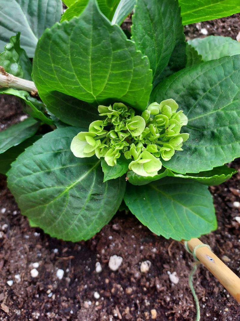 Anthocyanin Production Slows In Late Season Anthocyanin Production Slows In Late Season