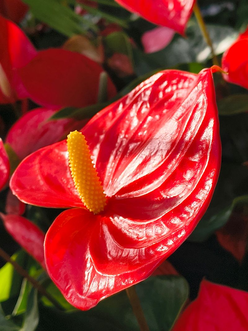 Anthurium Anthurium
