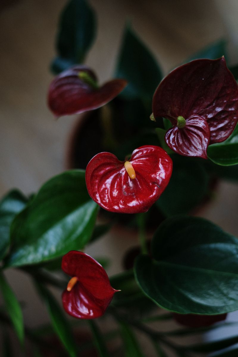 Anthuriums Do Well With Slow, Steady Hydration