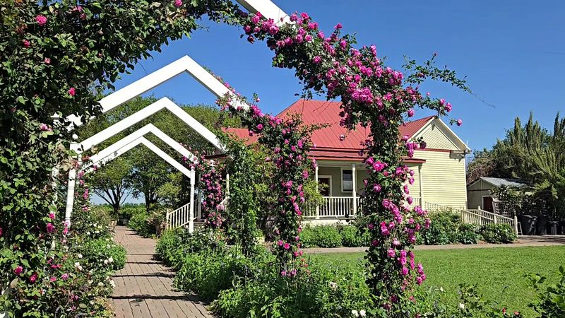 Antique Rose Emporium - Brenham