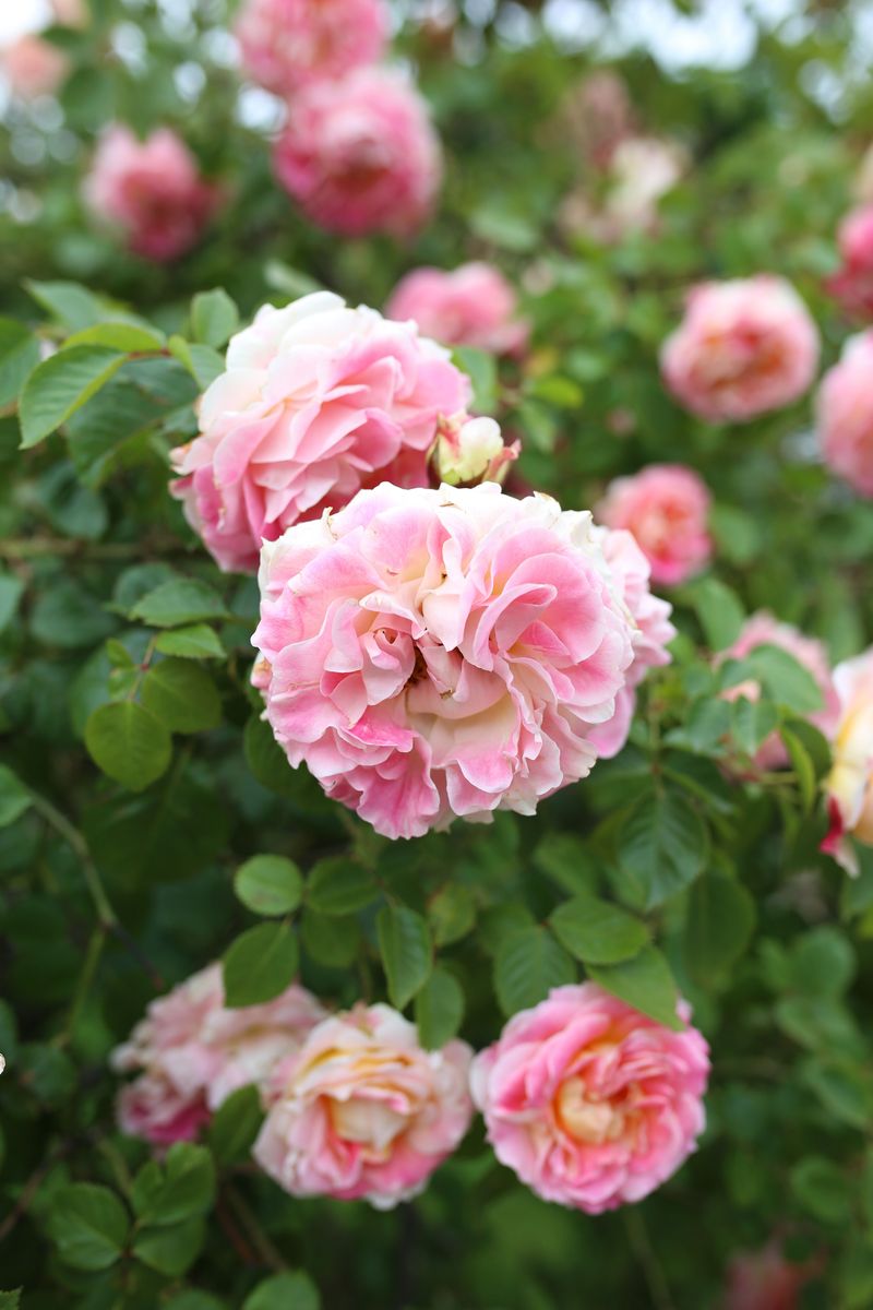 Antique Roses Bring Old Varieties Back For A New Reason
