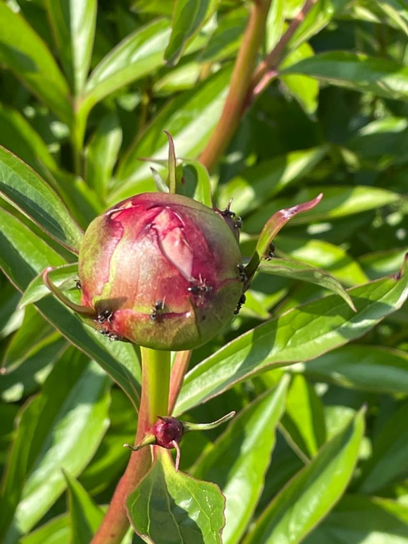 Ants Are Drawn To Sweet Nectar On Peony Buds