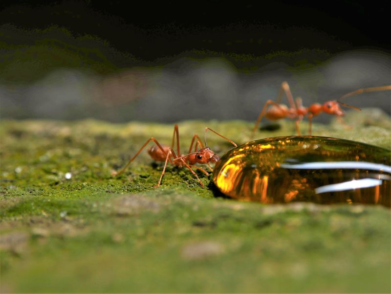 Ants Detect Sugar Scent From A Distance