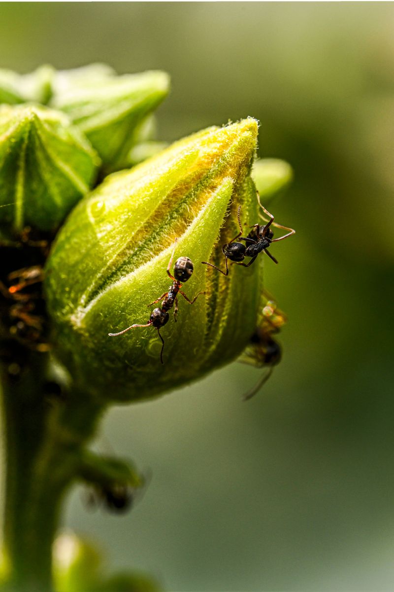 Ants Get Food, The Plant Gains Little In Return Ants Get Food, The Plant Gains Little In Return