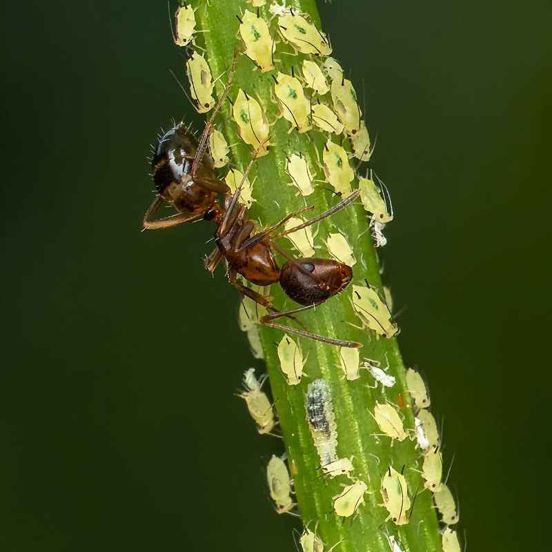 Ants May Protect The Pest Source