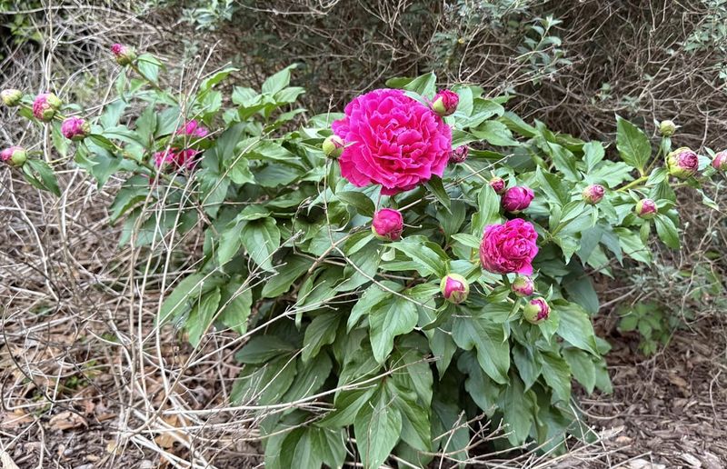 Ants Naturally Move On After The Bloom Ants Naturally Move On After The Bloom