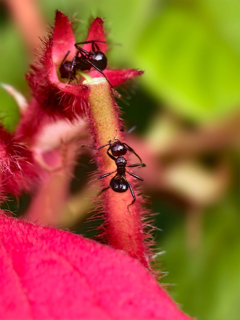Ants Pose No Real Threat To Your Garden
