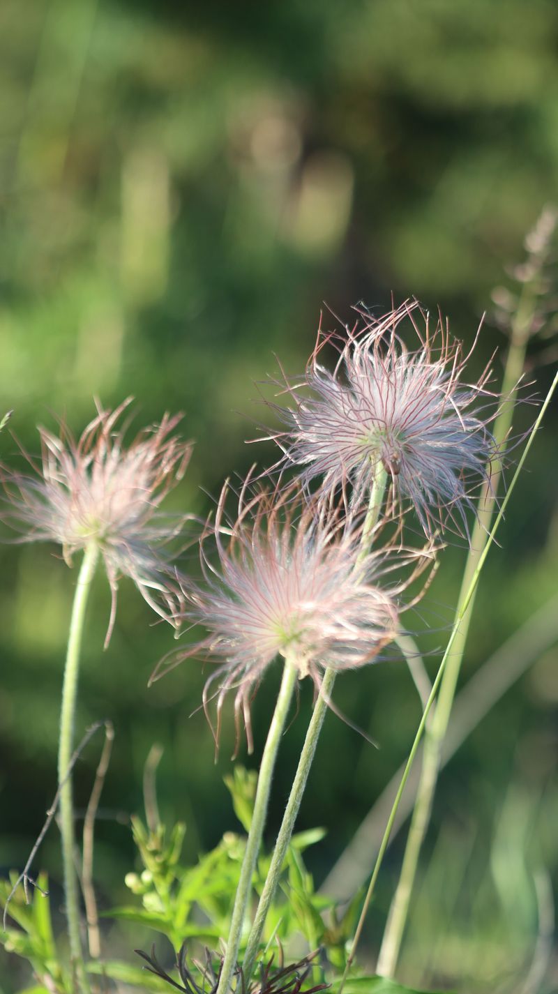 Apache Plume