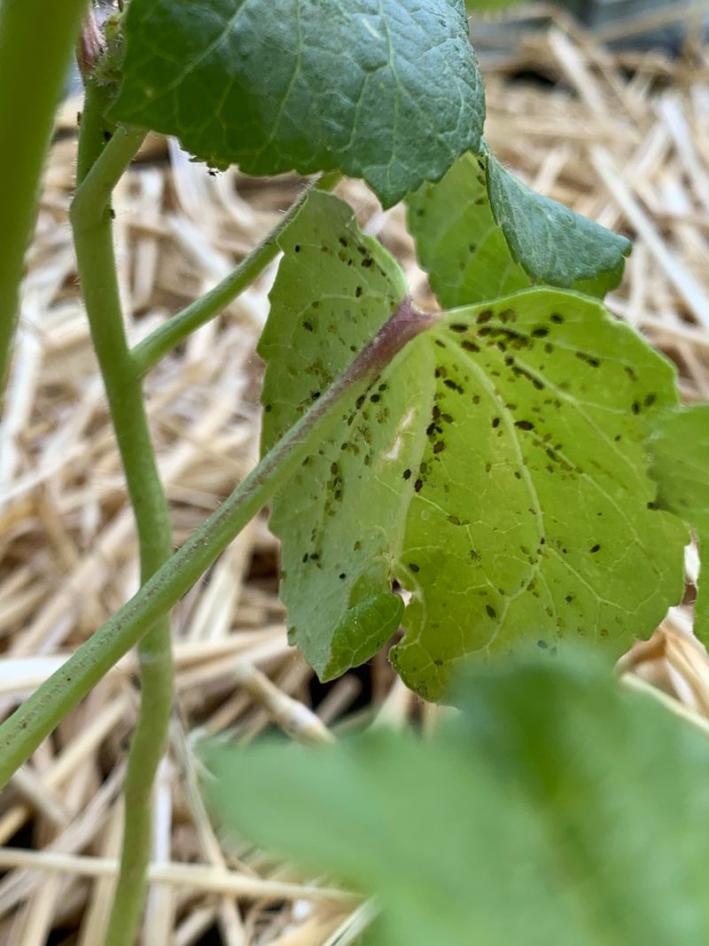 Aphid Colonies Are Feeding Beneath The Leaves Aphid Colonies Are Feeding Beneath The Leaves