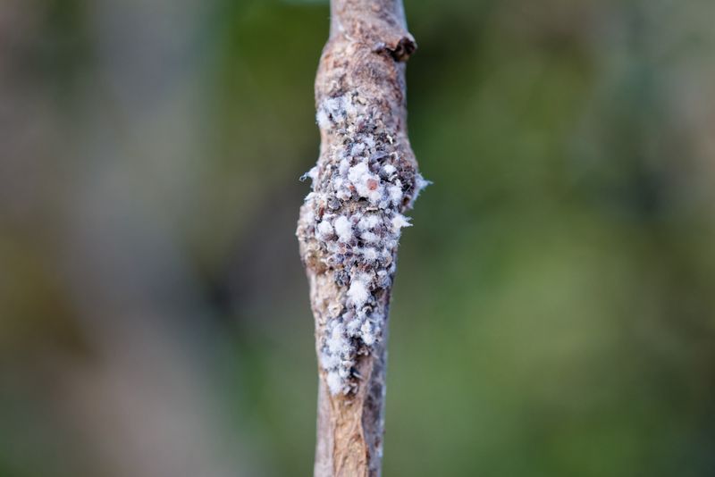Aphids And Scale Insects Can Create The Same Black Mess Aphids And Scale Insects Can Create The Same Black Mess