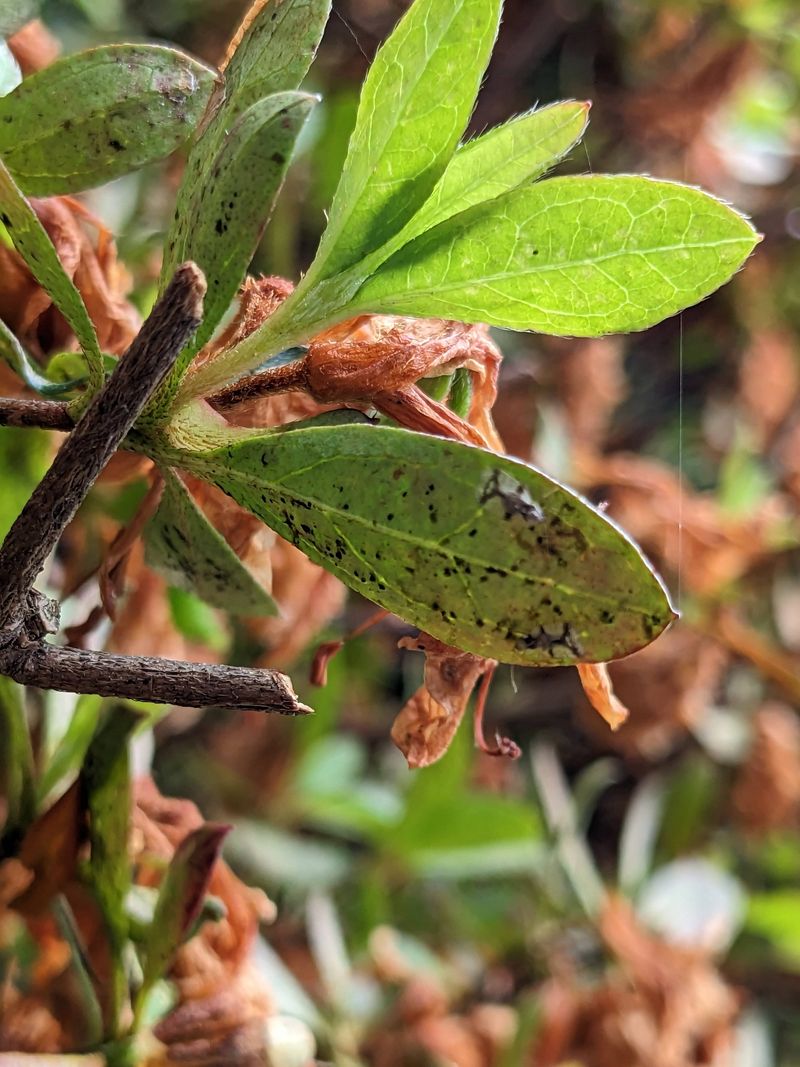 Aphids And Scale Often Cause The Problem Aphids And Scale Often Cause The Problem