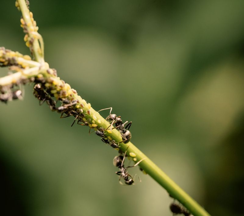 Aphids And Their Sticky Honeydew