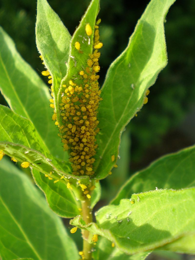 Aphids May Be Drawing Hunters