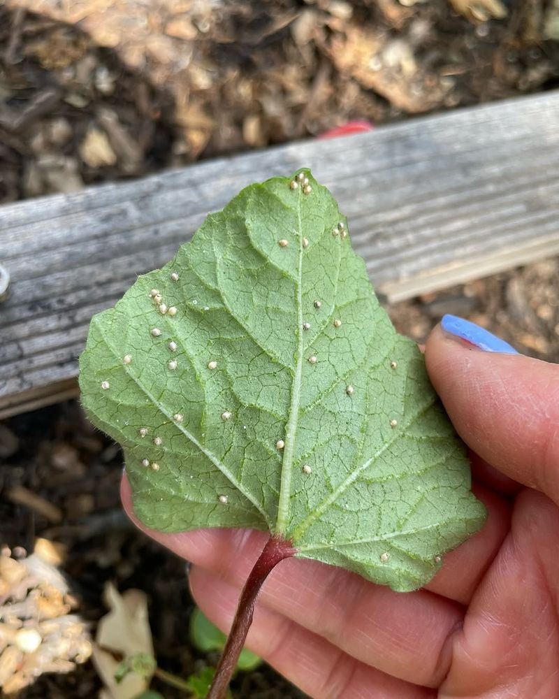 Aphids May Be Hiding On New Growth