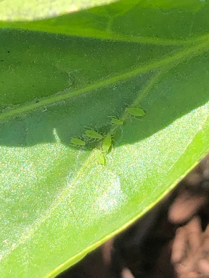 Aphids Or Leafhoppers May Be Weakening New Growth Aphids Or Leafhoppers May Be Weakening New Growth
