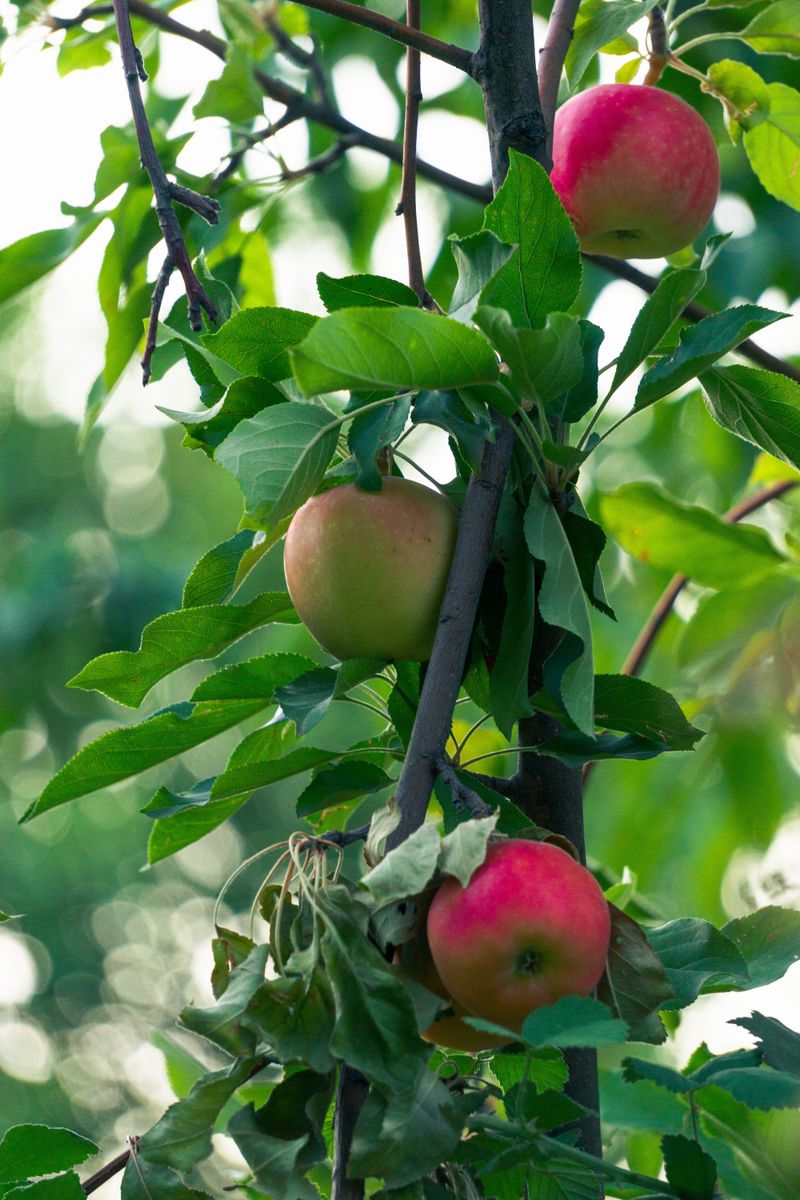 Apples