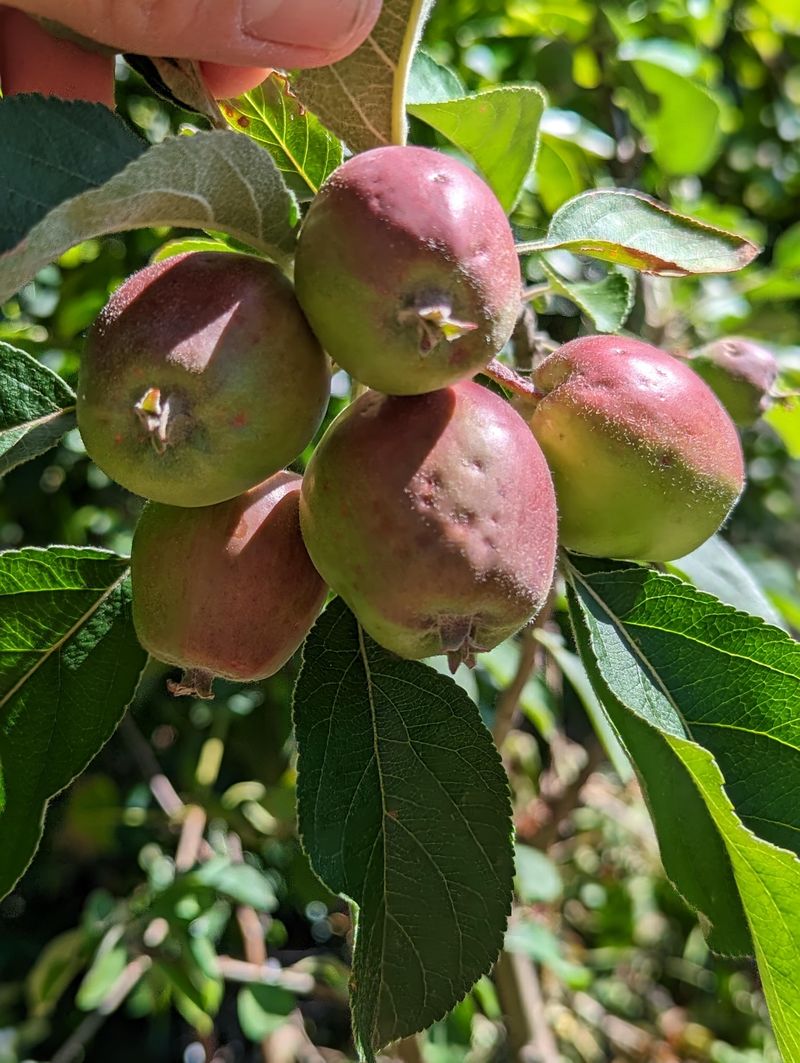 Apples Benefit From Fewer, Better Fruits Apples Benefit From Fewer, Better Fruits