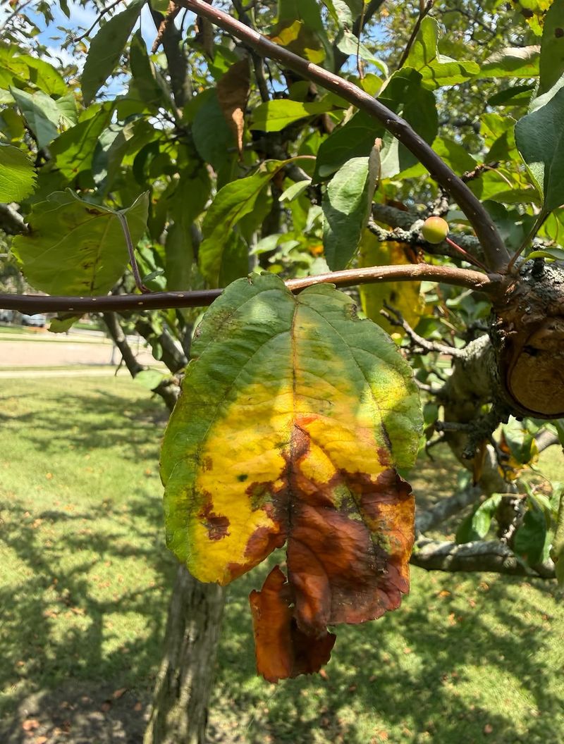 Apples Can Remain Attached After Infected Leaves Fall