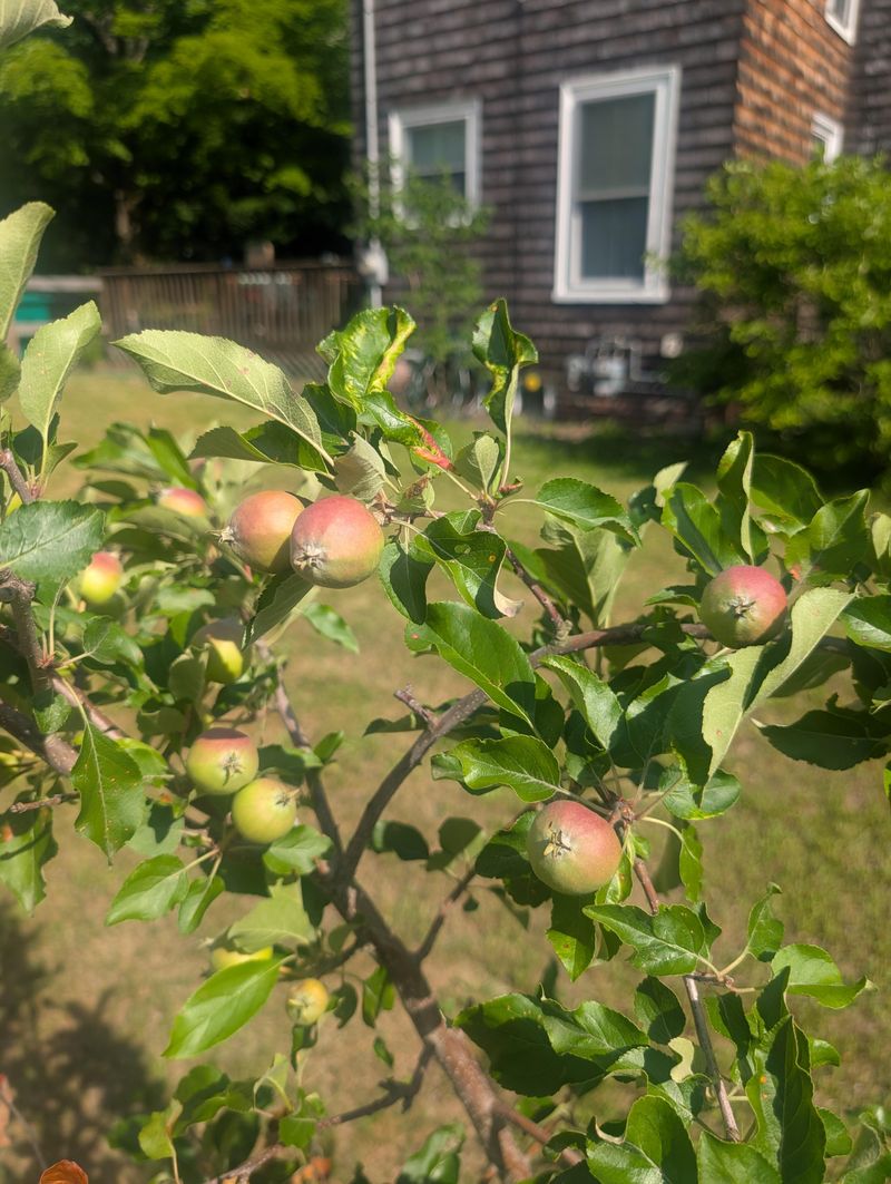 Apples Shine In Cooler Regions Apples Shine In Cooler Regions