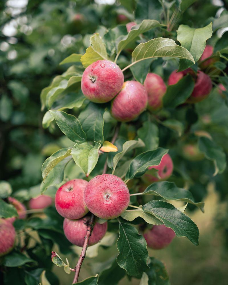 Apples Apples
