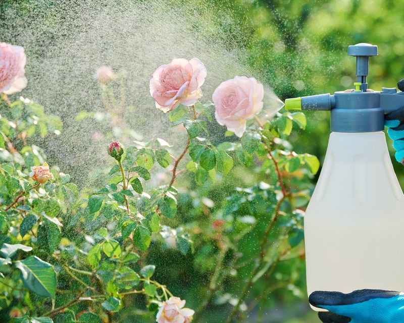 Apply Fungicide Before Extended Rain Arrives