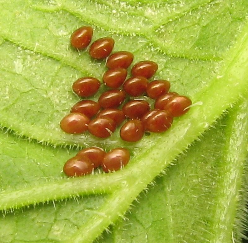 Apply Insecticidal Soap Directly On Nymphs Apply Insecticidal Soap Directly On Nymphs