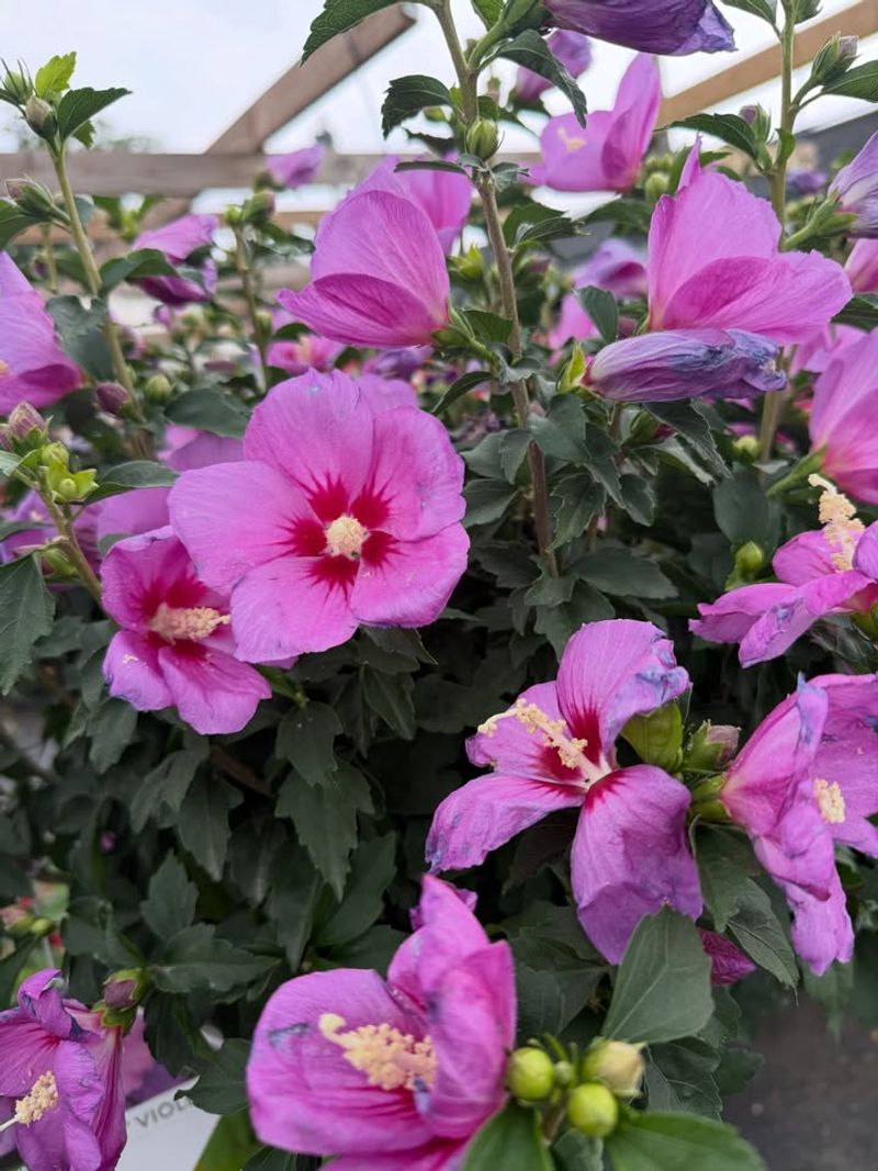 Apply Mulch To Keep Soil Moist