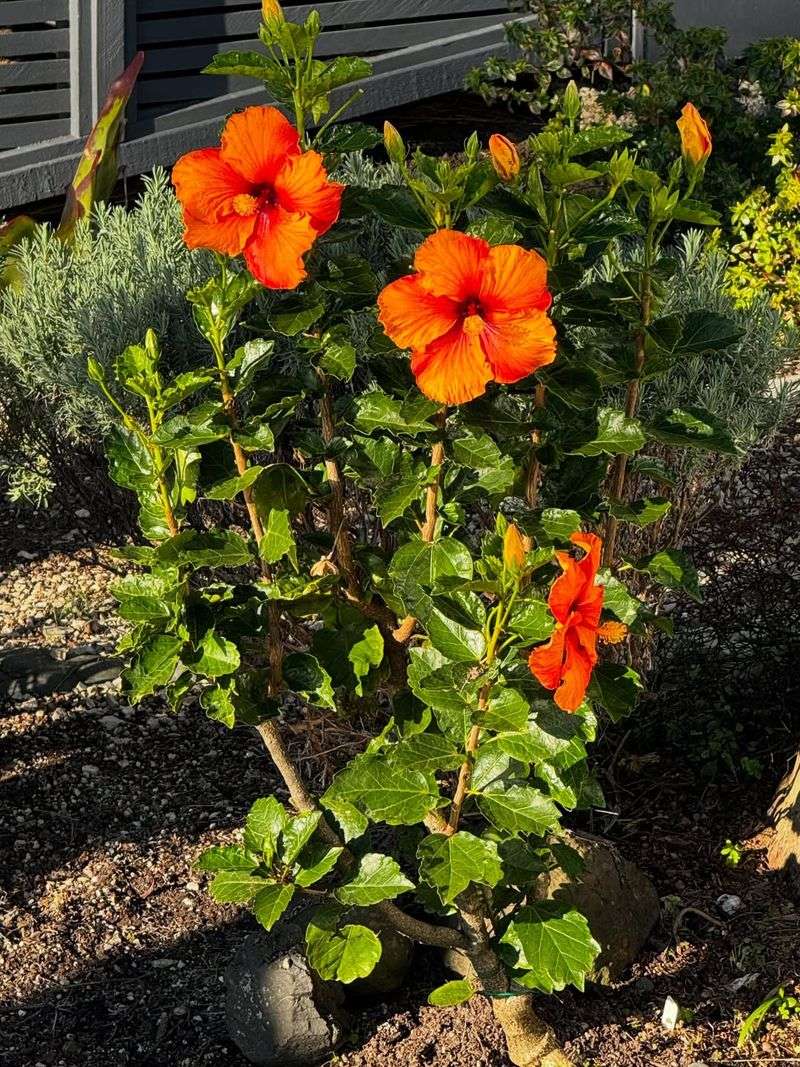 Apply Mulch To Protect Shallow Roots Apply Mulch To Protect Shallow Roots