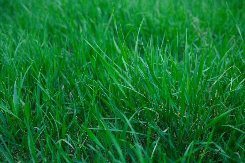 Apply Pre-Emergent For Summer Weeds If Needed Apply Pre-Emergent For Summer Weeds If Needed