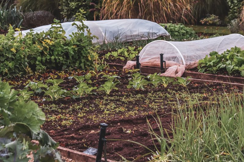 Apply Row Covers Early Before Bugs Arrive