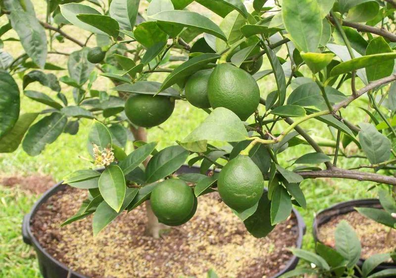 Apply The Final Nitrogen Feeding For Lemons And Limes