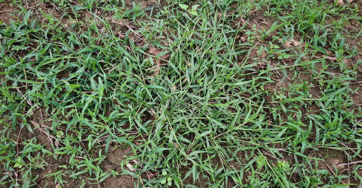 crabgrass