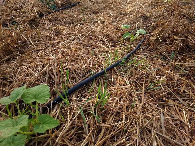 Applying Straw Mulch At The Right Depth For Best Results