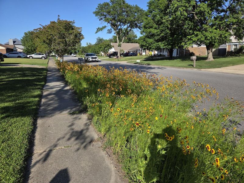 Approval Rules May Still Apply Before Planting Approval Rules May Still Apply Before Planting