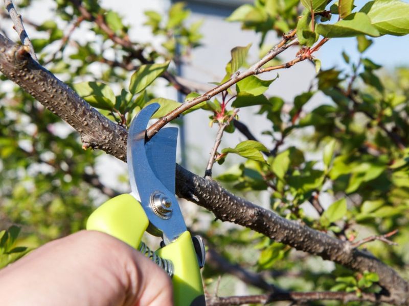 Apricots Are Safer Pruned In Dry Weather