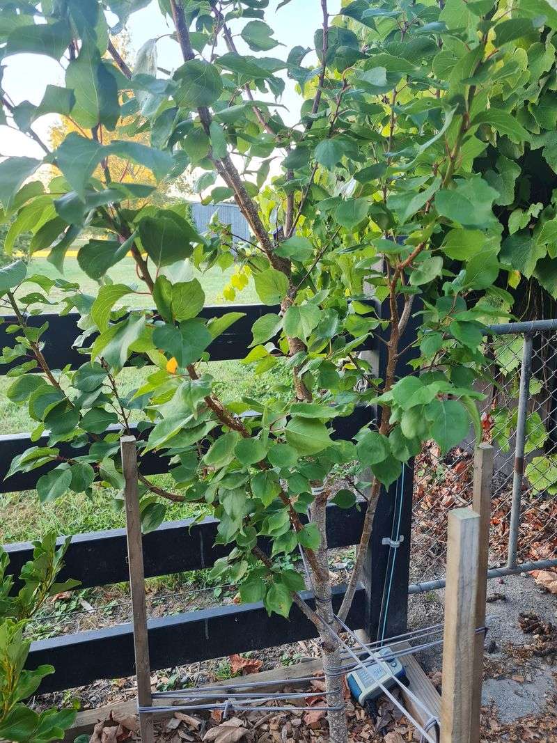 Apricots Prefer A Dry Pruning Window